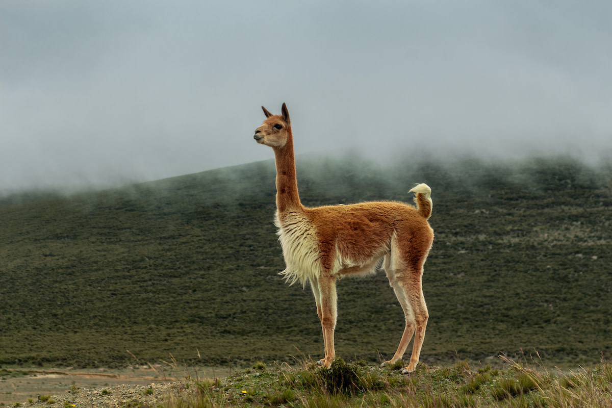 Vicuña wool: why is it so expensive? Find out the top 3 reasons.