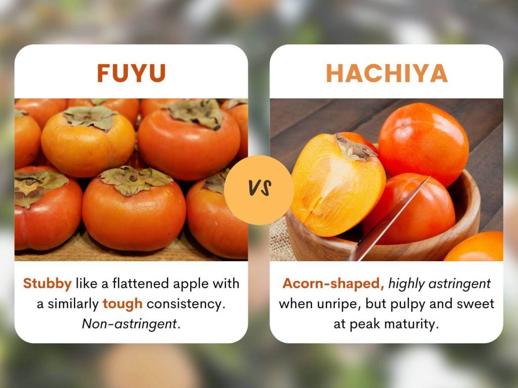 Persimmons Varieties: Which One Is the Sweetest and Tastiest?