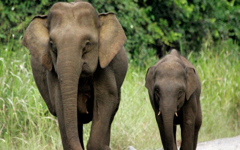 Elephant 2013 Clothes: Shop the Best Trends Right Now!