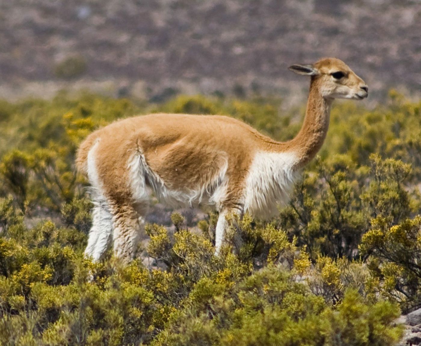 What is Vicuña and why its getting popular these days?