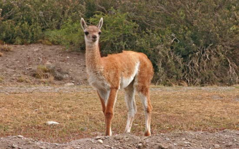 What is Vicuña and why its getting popular these days?