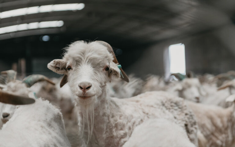 Why Is Cashmere So Expensive?  Find Out What Makes It So Luxurious!