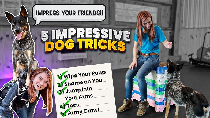 Diesel Dog Training Tips: How to Teach Your Dog Cool Tricks?