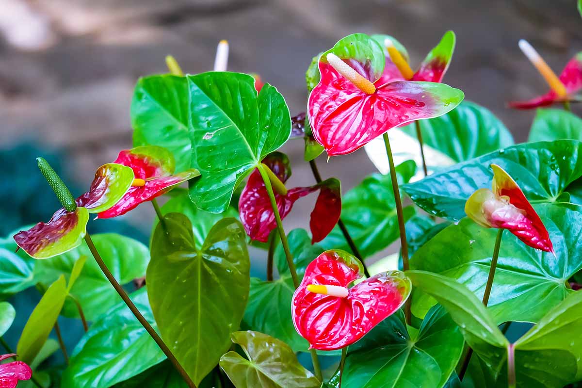Stunning Anthurium Pictures: Check Out These Colorful Flowers Now