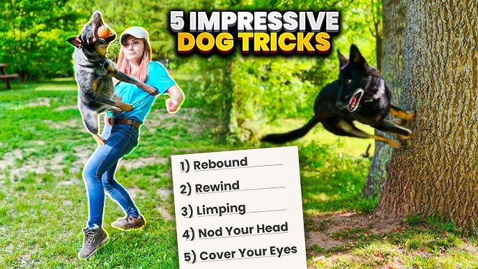Diesel Dog Training Tips: How to Teach Your Dog Cool Tricks?