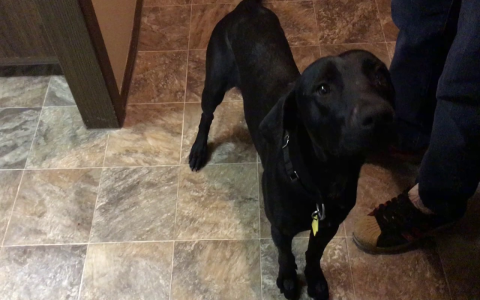 Diesel Dog Training Tips: How to Teach Your Dog Cool Tricks?