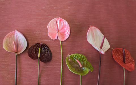 Stunning Anthurium Pictures: Check Out These Colorful Flowers Now