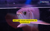 Red Arowana Cost Explained: Factors That Affect the Price