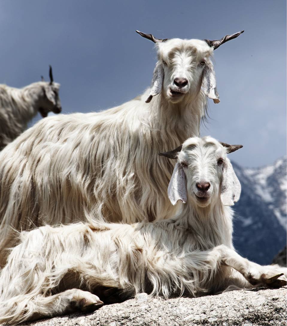 Why Is Cashmere So Expensive?  Find Out What Makes It So Luxurious!