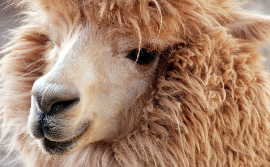 Peruvian Alpaca Clothing: How to Care for It? (Easy Tips to Keep It Soft and Beautiful)