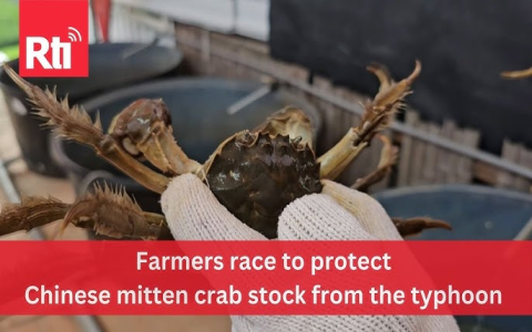 How Much is a Chinese Mitten Crab and Is It Worth It?