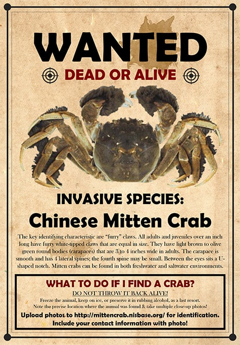 How Much is a Chinese Mitten Crab and Is It Worth It?