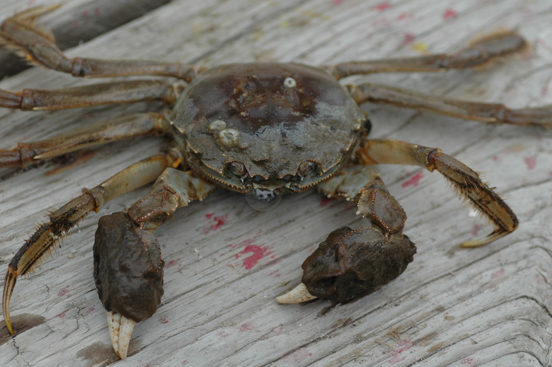 How Much is a Chinese Mitten Crab and Is It Worth It?