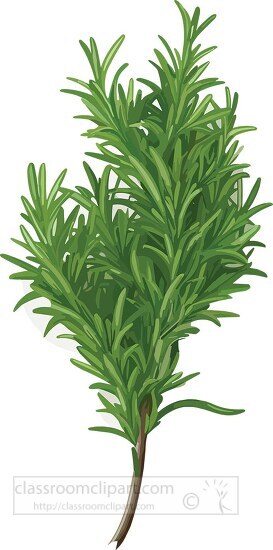 Where can I find free rosemary clip art? Check out these amazing websites for easy downloads.