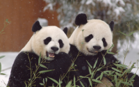 Jill Biden as a Panda? What Everyone is Talking About!