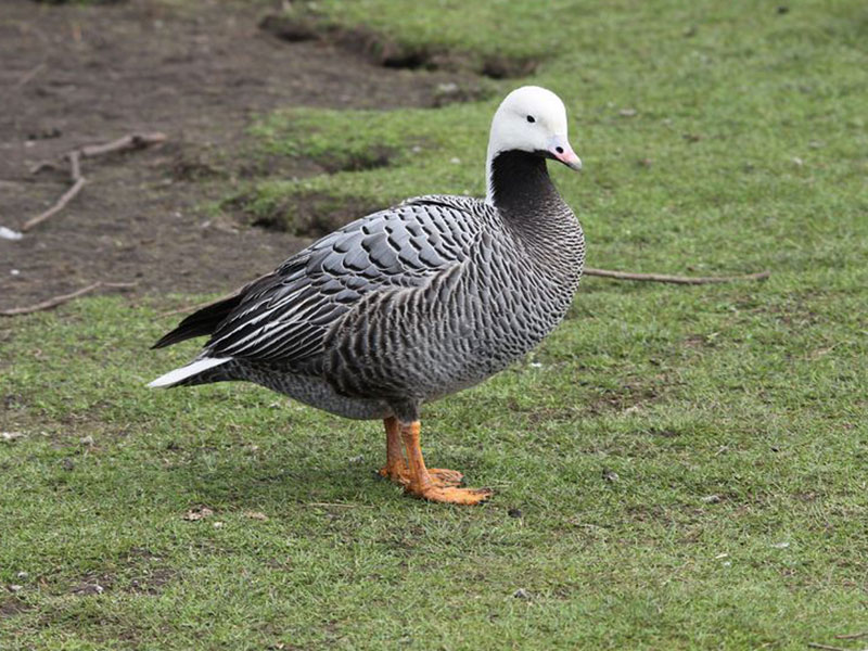 Goose Mexico Adventure: Cost, Permits, and More Details