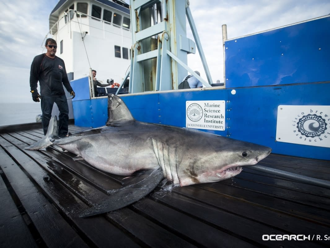Thinking about the Montauk shark attack? (Learn the facts and stay safe on your trip)