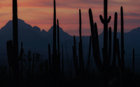 What Makes Fernandez Resort So Special? Learn Why Its a Favorite Vacation Spot for Many People!