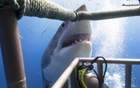 Thinking about the Montauk shark attack? (Learn the facts and stay safe on your trip)