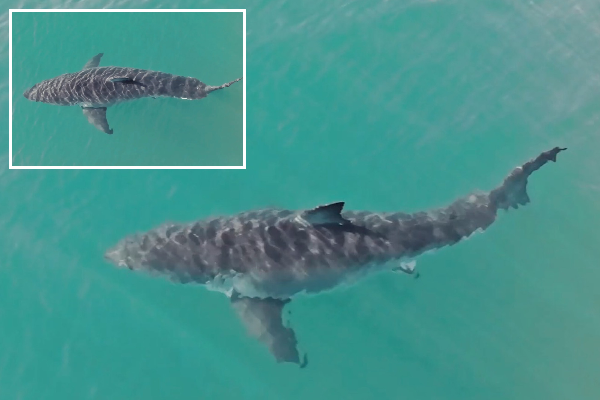 Thinking about the Montauk shark attack? (Learn the facts and stay safe on your trip)