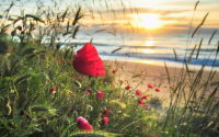 Why are images of red poppies so popular? Learn about their meaning and see great examples!