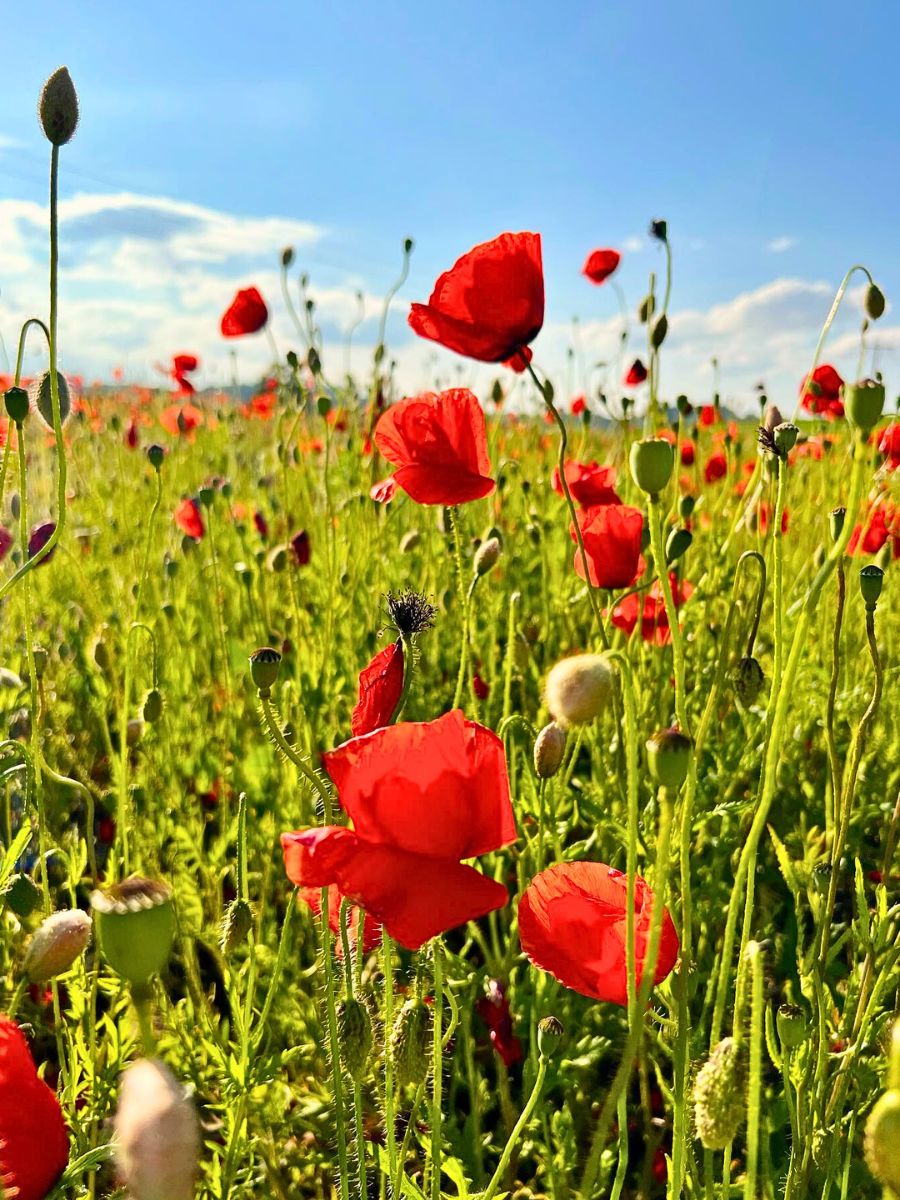 What does a red poppy image mean? Find the perfect picture and understand its symbolism.