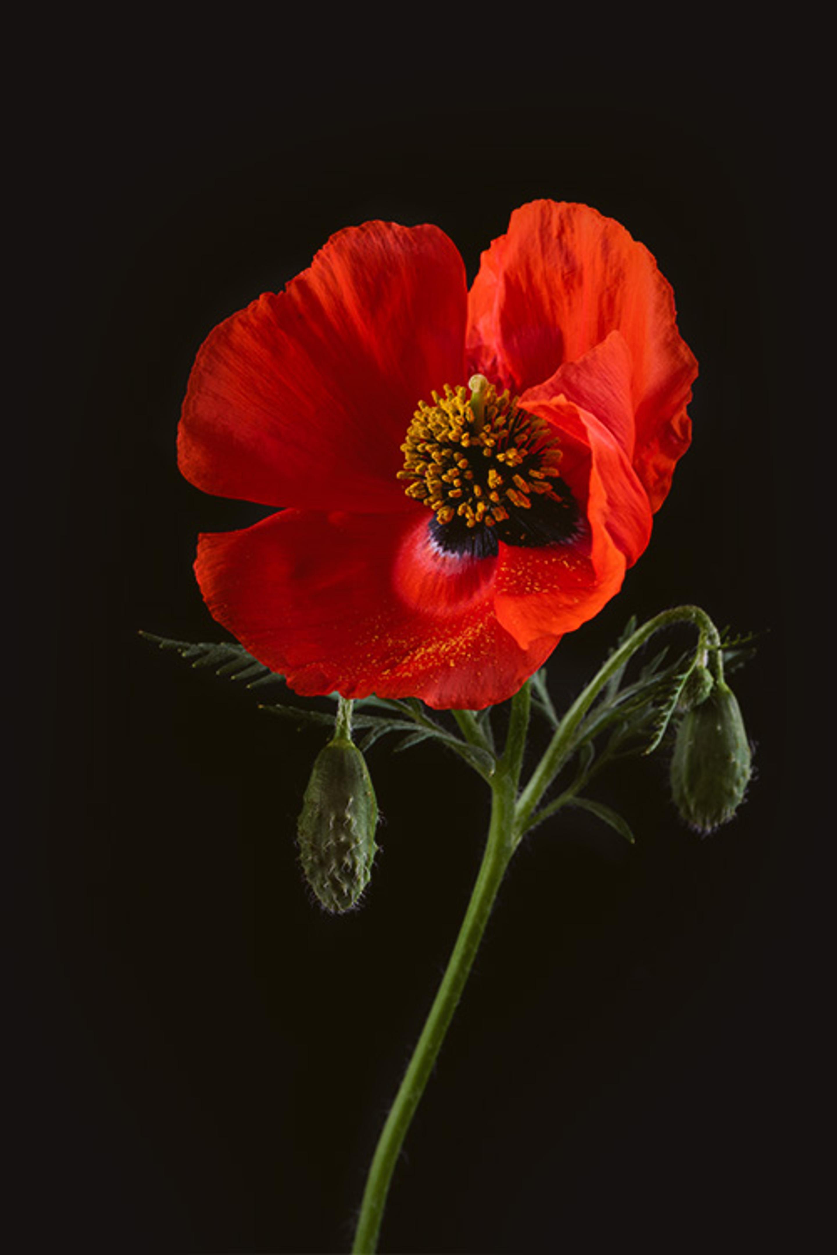 What does a red poppy image mean? Find the perfect picture and understand its symbolism.