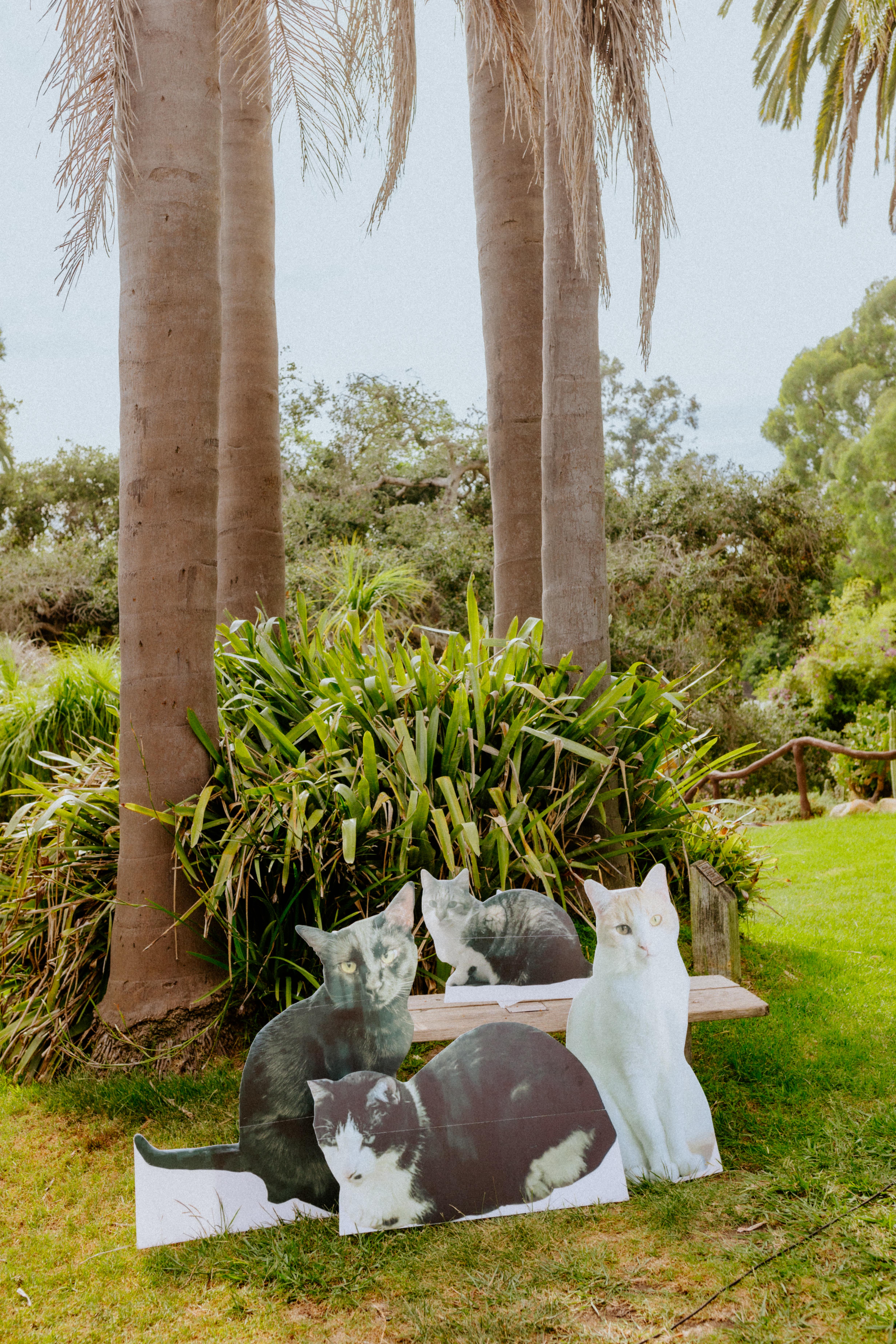 Want unique cat wedding attire ideas now? Try these three fun DIY projects for your special cat.