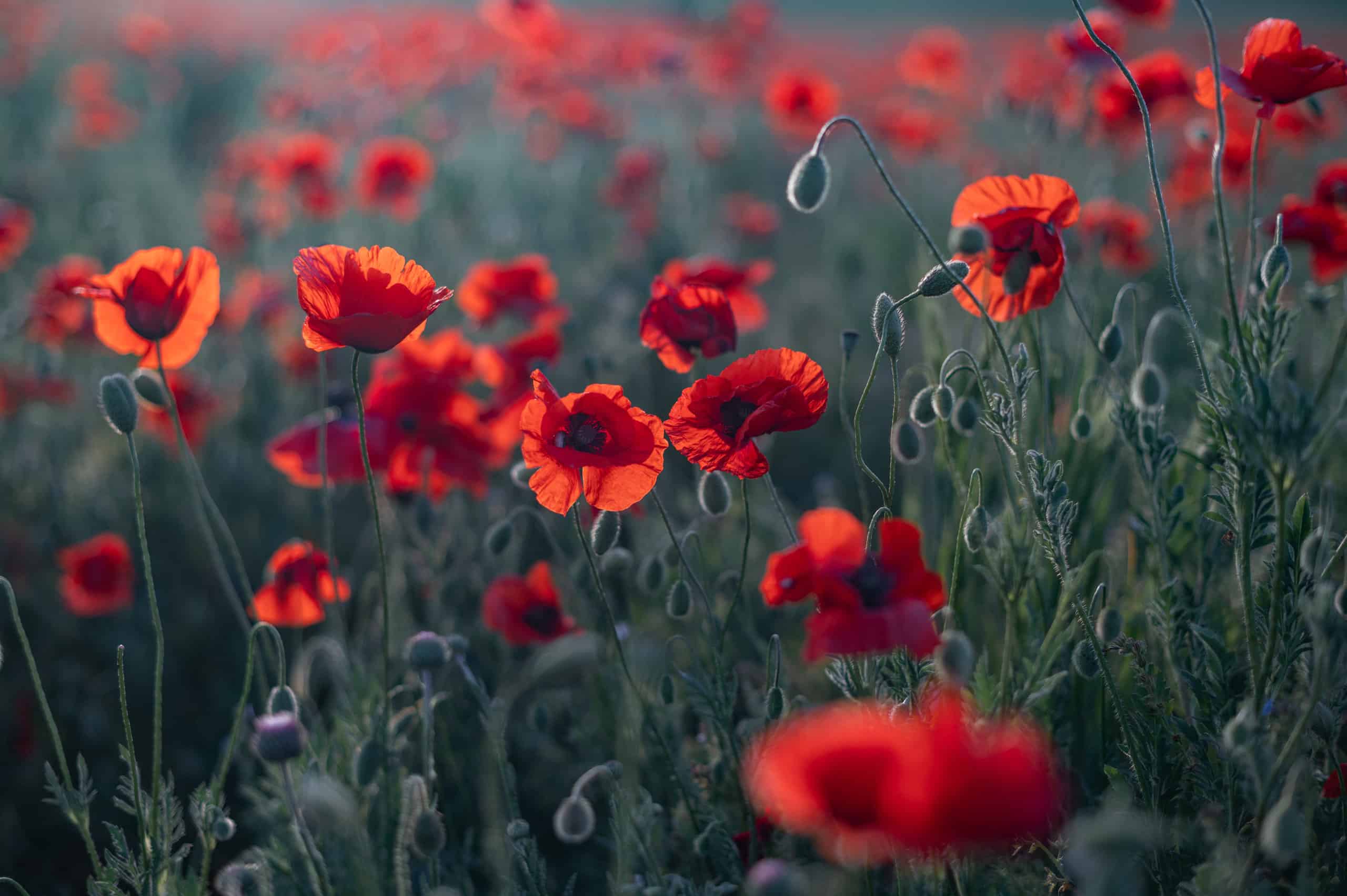 Why are images of red poppies so popular? Learn about their meaning and see great examples!