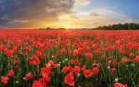 What does a red poppy image mean? Find the perfect picture and understand its symbolism.