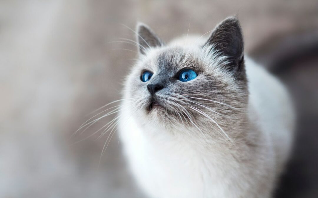 Want unique cat wedding attire ideas now? Try these three fun DIY projects for your special cat.