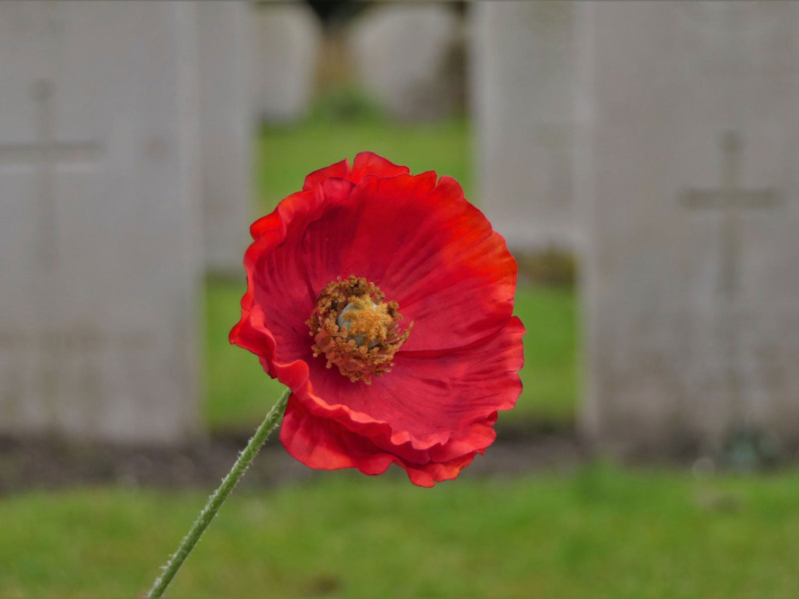 Why are images of red poppies so popular? Learn about their meaning and see great examples!
