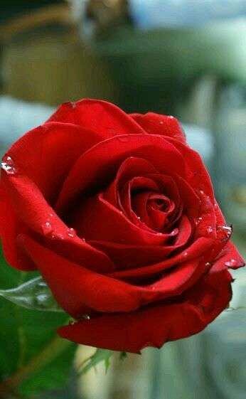 Red Rose Images How to Find Stunning Photos Quick and Easy