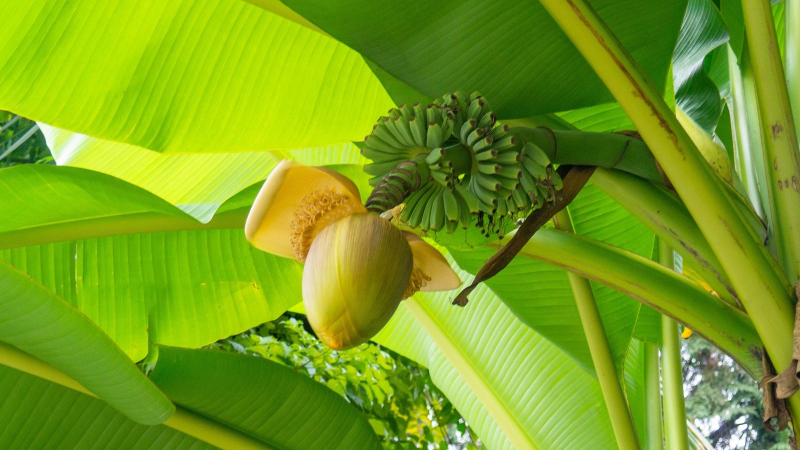 Japan Banana Show How to Find the Best Viewing Spots Tips