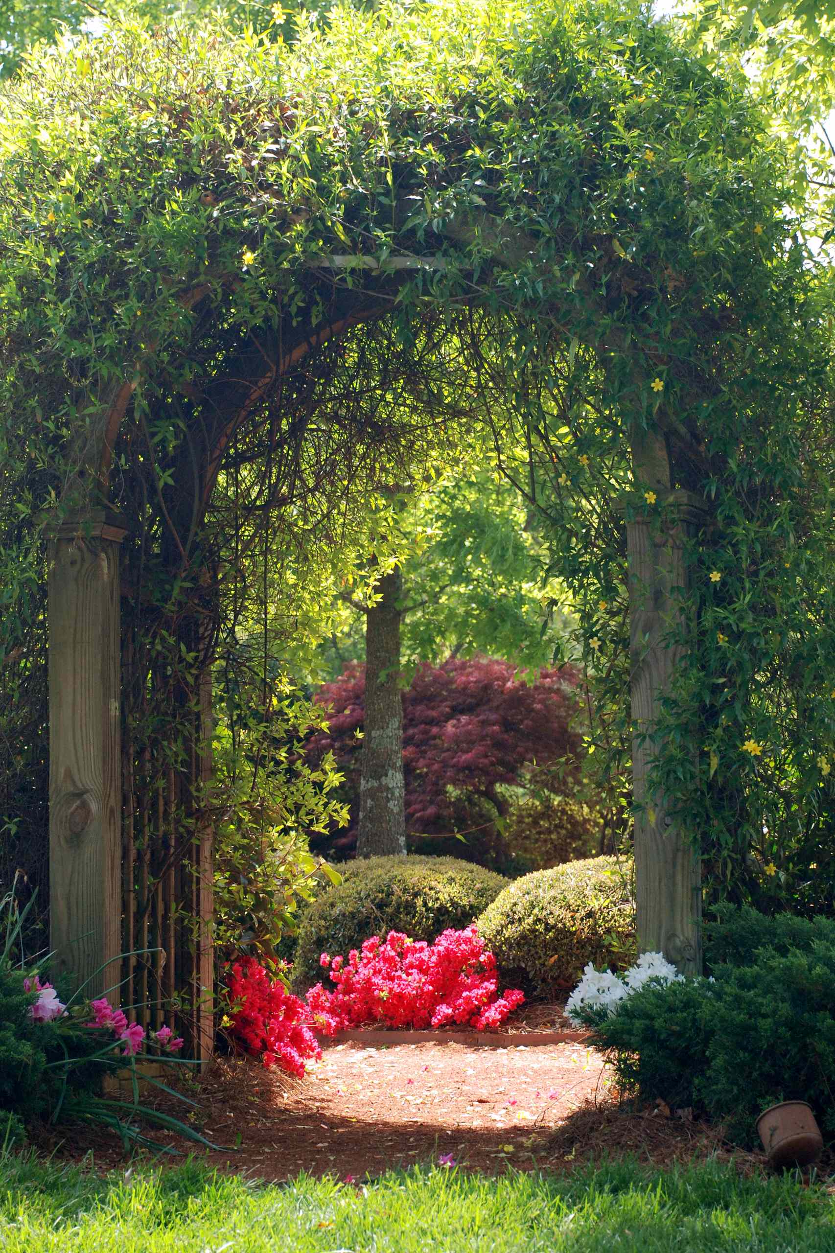 Real flowers like Alice in Wonderland top 5 pretty choices for gardens