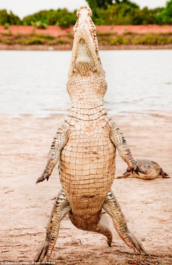 Can Crocodiles Stand on Two Legs? Find Out the Truth Now!