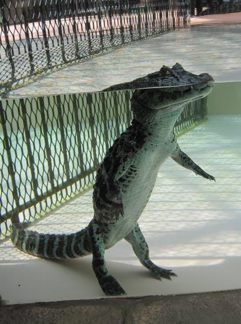 Can Crocodiles Stand on Two Legs? Find Out the Truth Now!