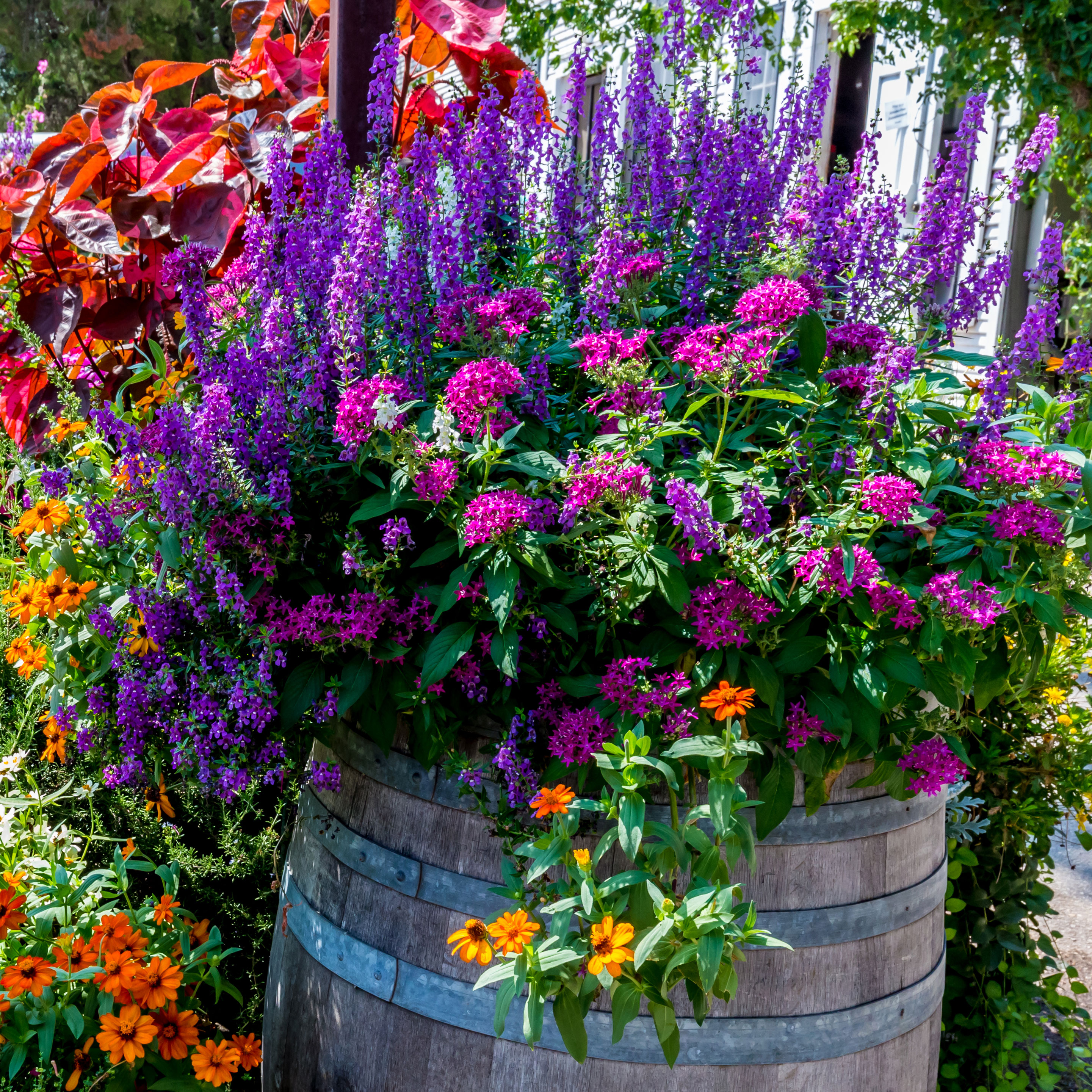 Real flowers like Alice in Wonderland top 5 pretty choices for gardens