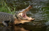 Can Crocodiles Stand on Two Legs? Find Out the Truth Now!