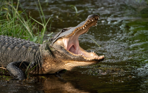 Can Crocodiles Stand on Two Legs? Find Out the Truth Now!
