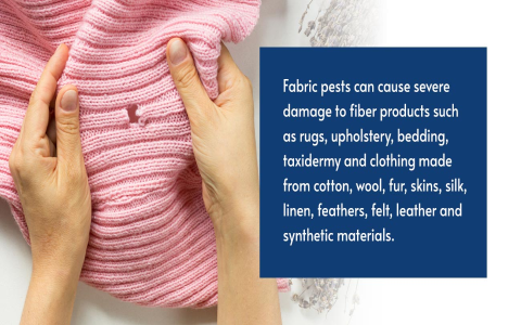 What Causes Knits Bugs How To Save Your Sweaters Fast